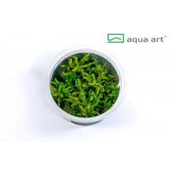 Pogostemon helferi in vitro
