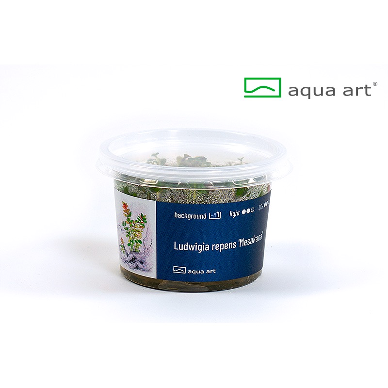 Ludwigia repens Mesakana - in vitro Ludwigia repens Mesakana - in vitro