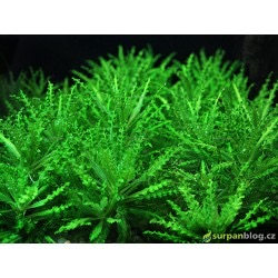 Pogostemon helferi - in vitro