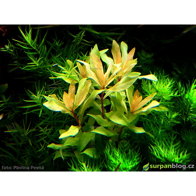 Nesaea sp. Gold - in vitro AquaArt