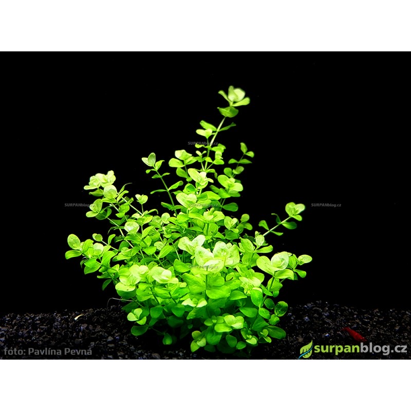 Micranthemum umbrosum - in vitro AquaArt