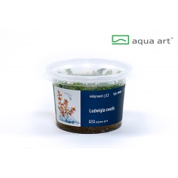 Ludwigia ovalis - in vitro AquaArt