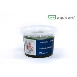 Ludwigia brevipes - in vitro AquaArt