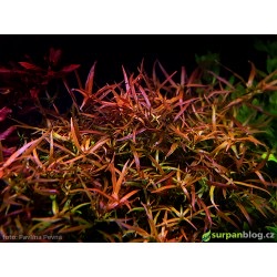 Ludwigia brevipes - in vitro AquaArt