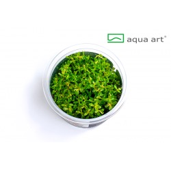 Rotala rotundifolia - in vitro AquaArt