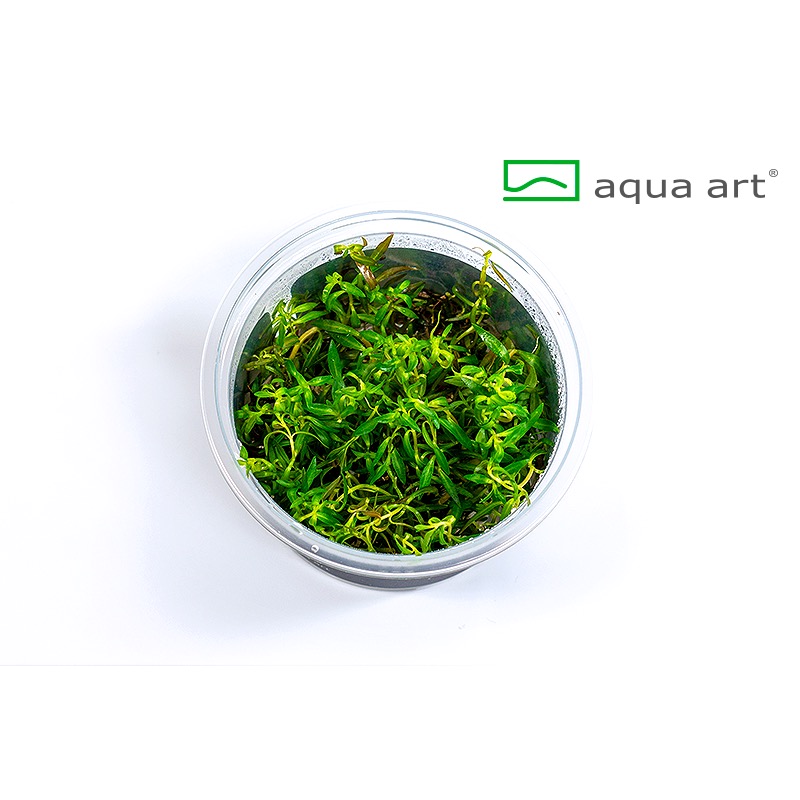 Ludwigia arcuata - in vitro AquaArt Ludwigia arcuata - in vitro AquaArt
