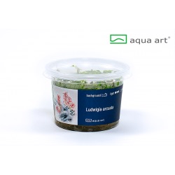 Ludwigia arcuata - in vitro AquaArt