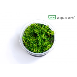 Rotala rotundifolia "Green" - in vitro AquaArt