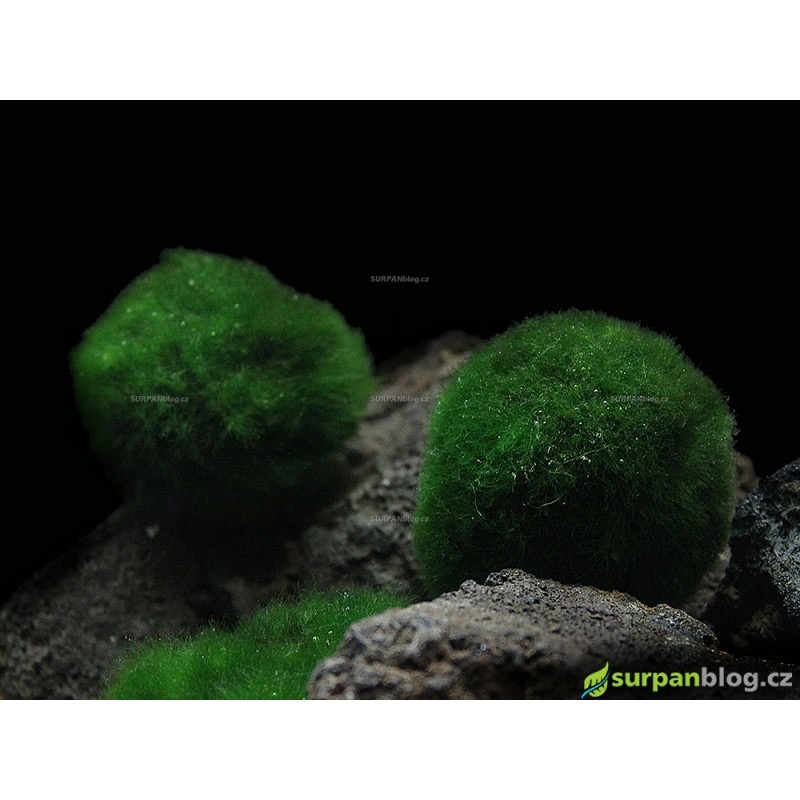 Řasokoule - Cladophora aegagropila 5 až 7 cm - SURPANshop.cz Řasokoule - Cladophora aegagropila 5 až 7 cm - SURPANshop.cz