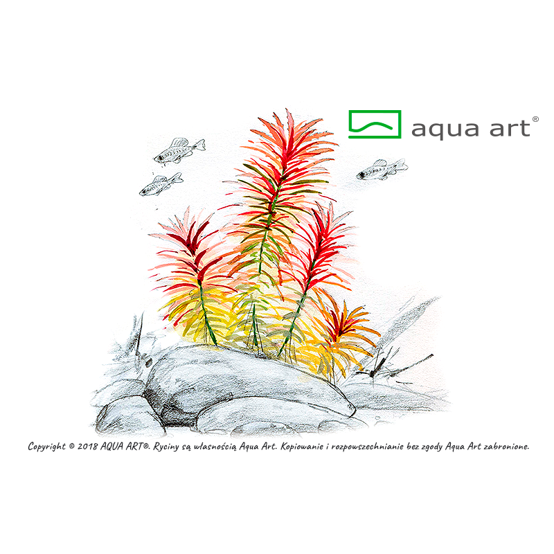 Limnophila aromatica - in vitro AquaArt Limnophila aromatica - in vitro AquaArt