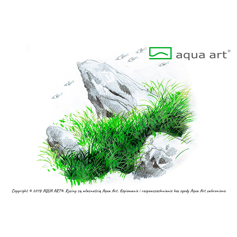 Eleocharis acicularis mini - in vitro AquaArt Eleocharis acicularis mini - in vitro AquaArt