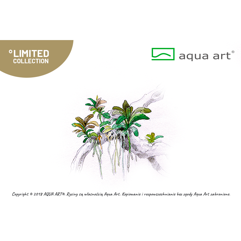 Bucephalandra sp. Aqua Artica - limitovaná edice - in vitro AquaArt Bucephalandra sp. Aqua Artica - limitovaná edice - in vitro AquaArt