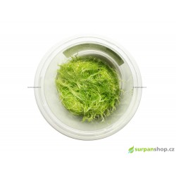 Utricularia graminifolia - in vitro GrowCup