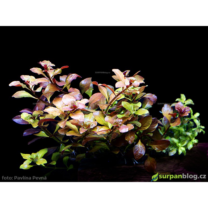 Ludwigia repens Mesakana Ludwigia repens Mesakana