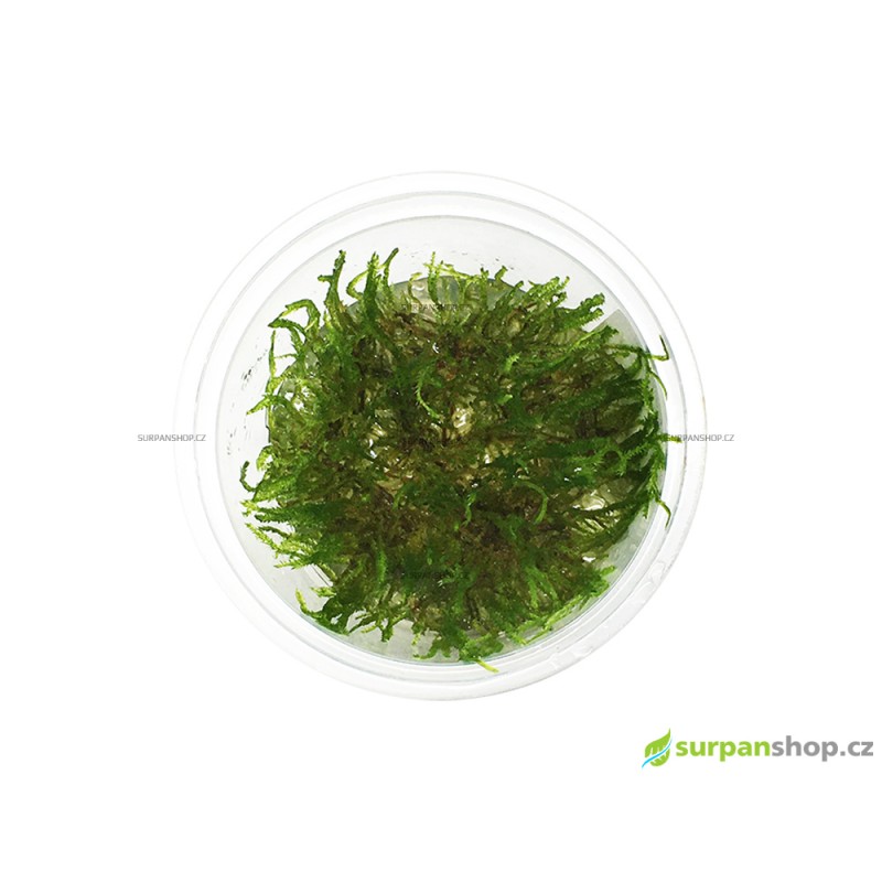 Taxiphyllum sp. Peacock moss - in vitro GrowCup