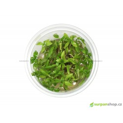 Hygrophila polysperma