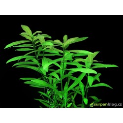 Hygrophila polysperma