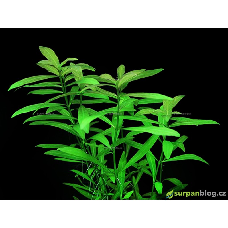 Hygrophila polysperma Hygrophila polysperma