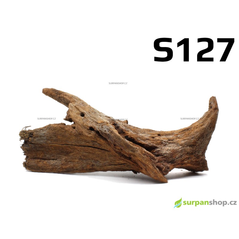 Kořen Mangrove 22cm - S127