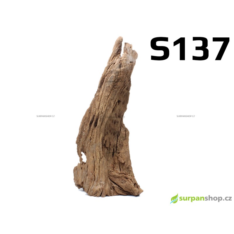 Kořen Mangrove 24cm - S137