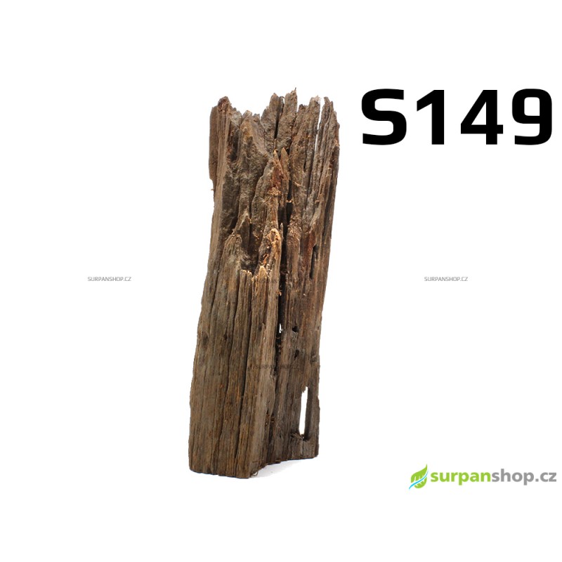Kořen Mangrove 22cm - S149