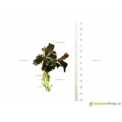Bucephalandra Theia - SURPAN