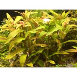 Ammannia crassicaulis - ilustrační foto
