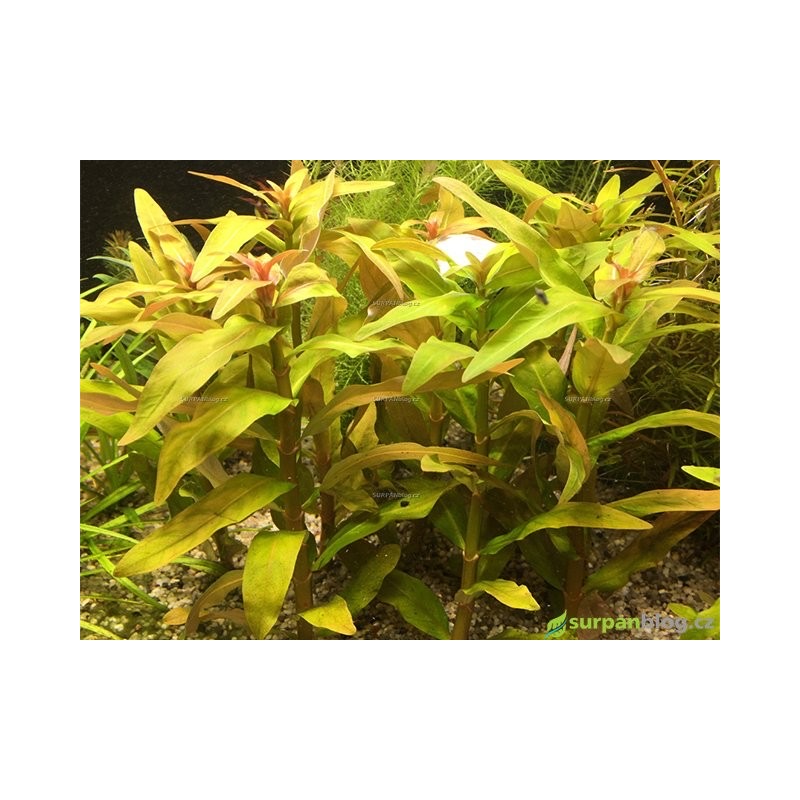 Ammannia crassicaulis - ilustrační foto