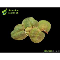 Phyllanthus fluitans - SURPAN