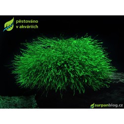 Taxiphyllum barbieri - Java moss - SURPAN