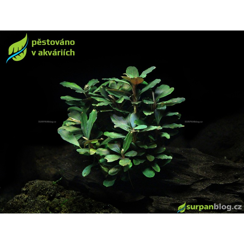 Bucephalandra Theia - SURPAN Bucephalandra Theia - SURPAN