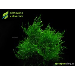 Vesicularia reticulata - Erect moss - SURPAN