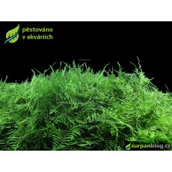 Taxiphyllum alternans - Taiwan moss - SURPAN