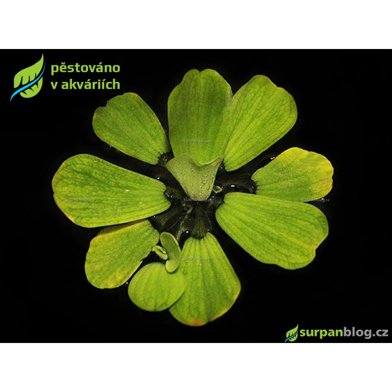 Pistia stratiotes - SURPAN Pistia stratiotes - SURPAN