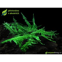 Vesicularia sp. Anchor Moss - SURPAN