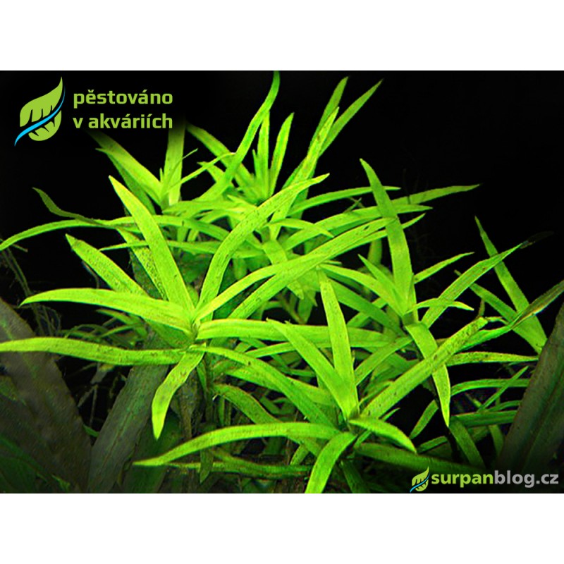 Heteranthera zosterifolia - SURPAN