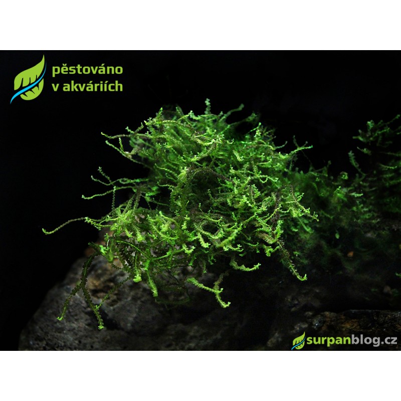 Pearl moss - Heteroscyphus zollingeri - SURPAN
