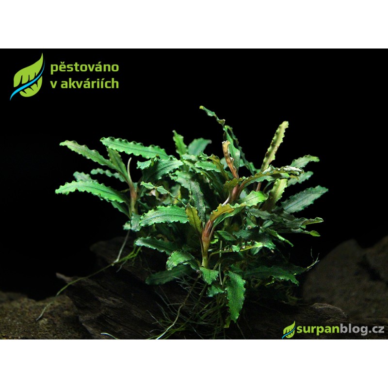 Bucephalandra Velvet Leaf - SURPAN