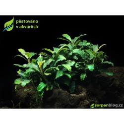Bucephalandra Green Velvet - SURPAN