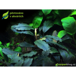 Bucephalandra Brownie Ghost - SURPAN