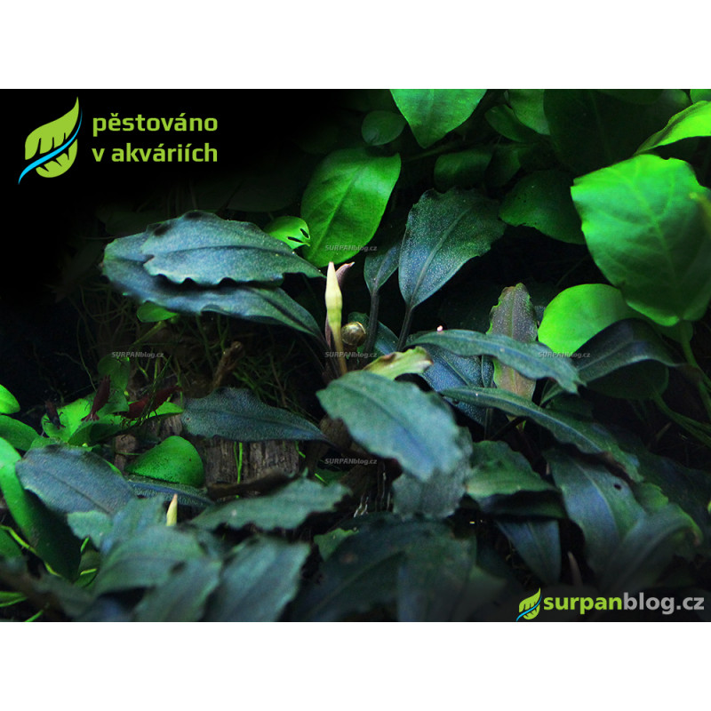 Bucephalandra Brownie Ghost - SURPAN