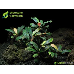 Bucephalandra Biblis - SURPAN