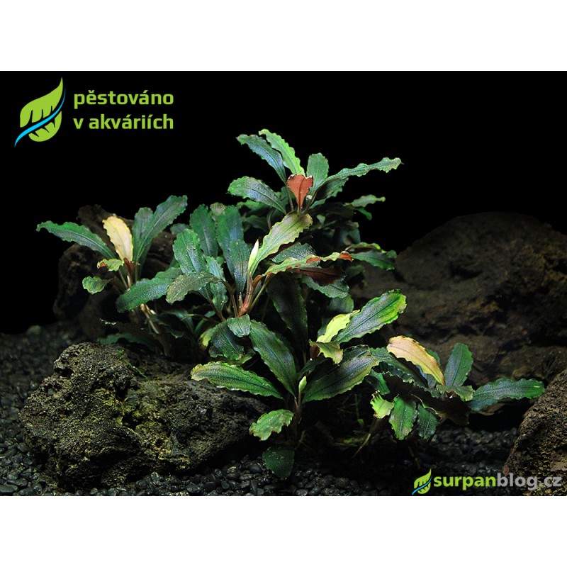 Bucephalandra Biblis - SURPAN Bucephalandra Biblis - SURPAN