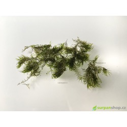 Fissidens fontanus - Phoenix moss - SURPANshop.cz