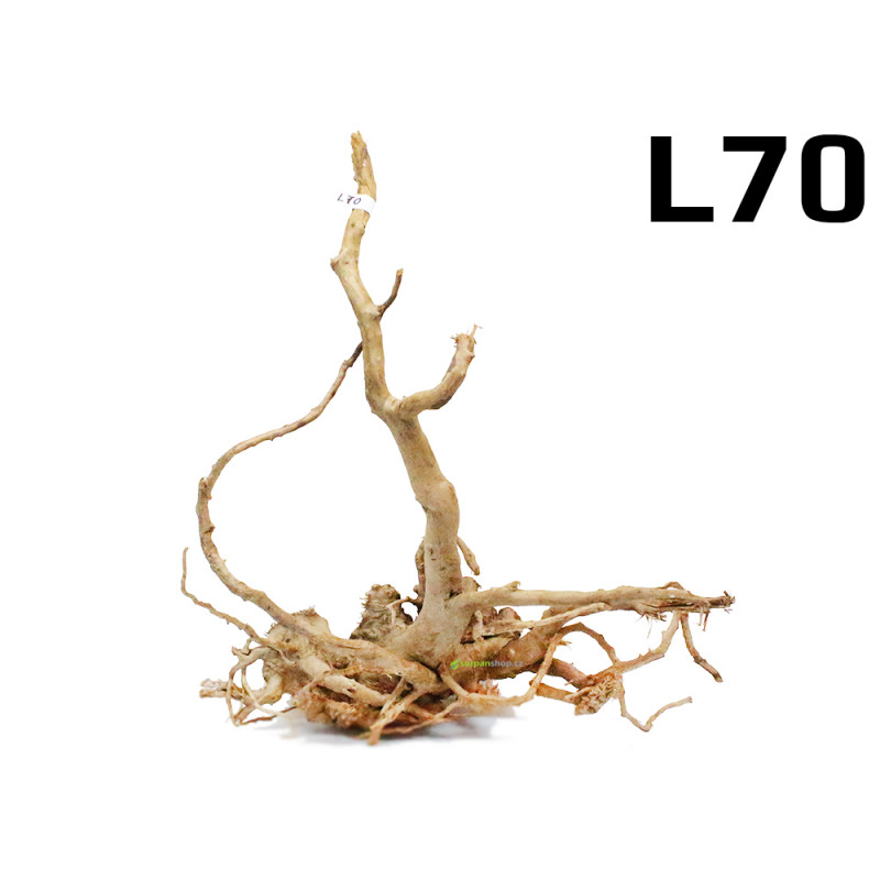 Kořen Finger Wood 50cm L70 (Red Moor wood, Amano wood) Kořen Finger Wood 50cm L70 (Red Moor wood, Amano wood)