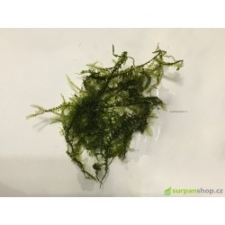 cameron moss