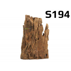 Kořen Mangrove 19cm - S194