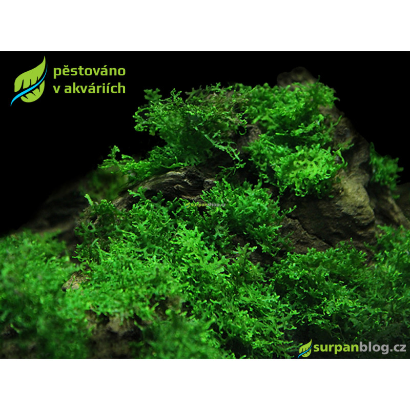 Riccardia chamedryfolia - Mini Pelia - SURPAN