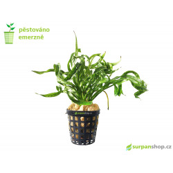 Helanthium bolivianum Vesuvius - echinodorus vesuvius