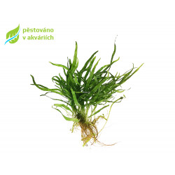 Microsorum Trident Mini - SURPAN